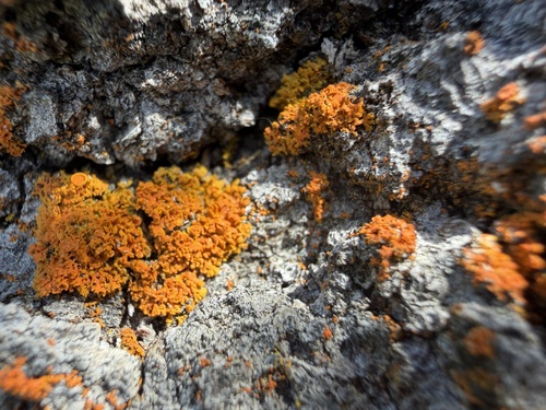 iNaturalist observation photo of Elegant Sunburst Lichen