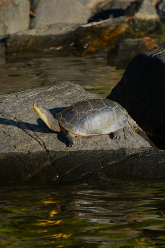 Blanding's Turtle