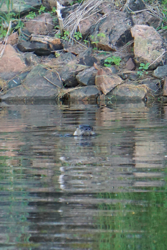 North American River Otter