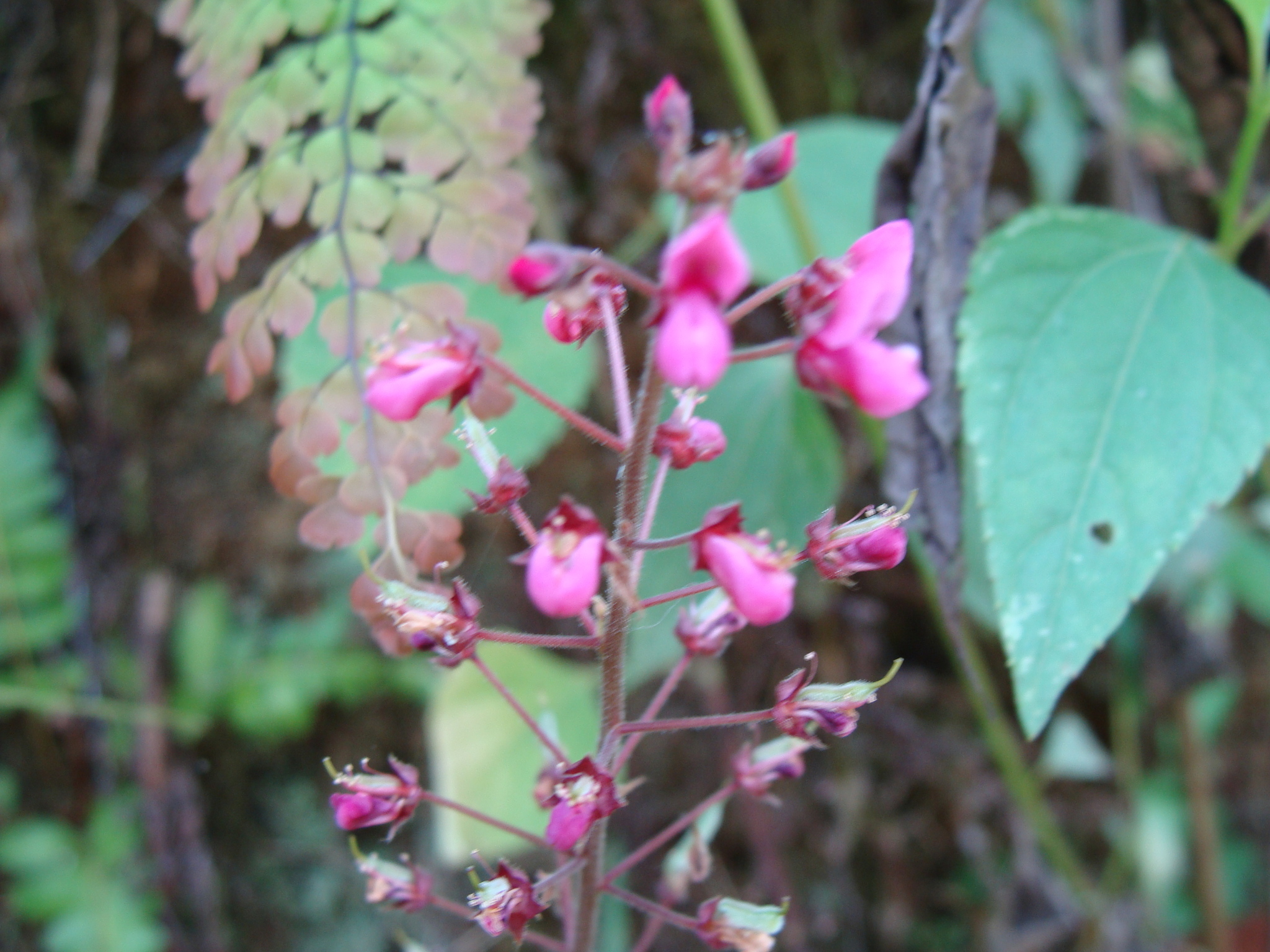 Desmodium axillare