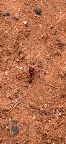 Red Harvester Ant