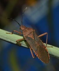 Namacus transvirgatus