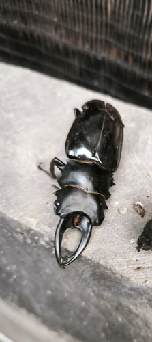 Odontolabis bellicosus
