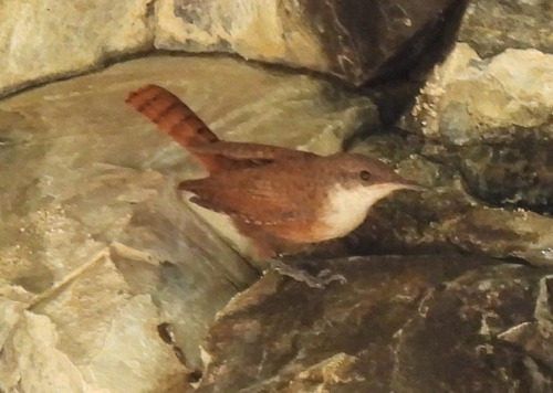 Canyon Wren