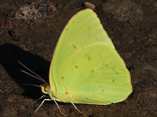 Cloudless Sulphur