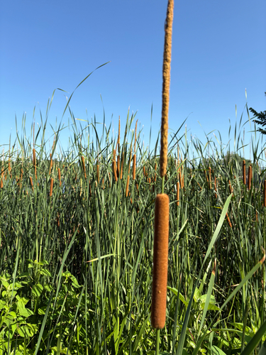southern cattail