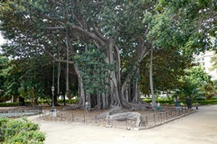 Ficus macrophylla columnaris