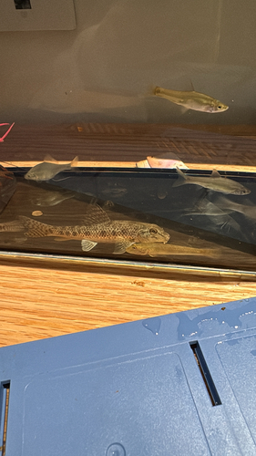 Chinese False Gudgeon