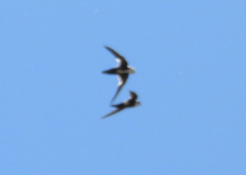 White-throated Swift