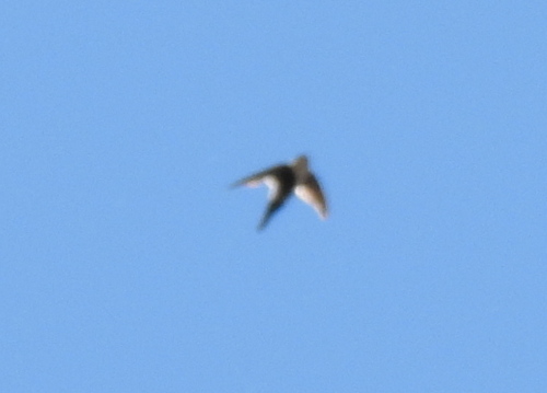 White-throated Swift