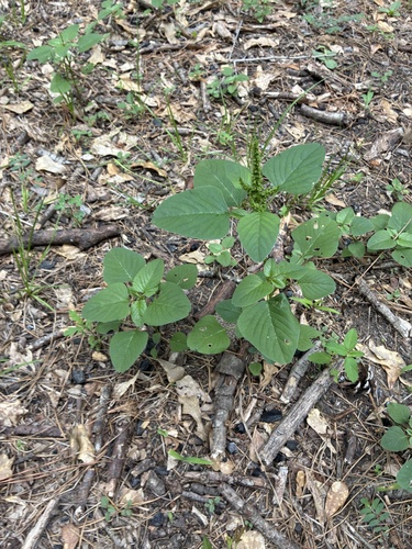 Palmer's Amaranth