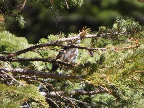 Yellow-rumped Warbler