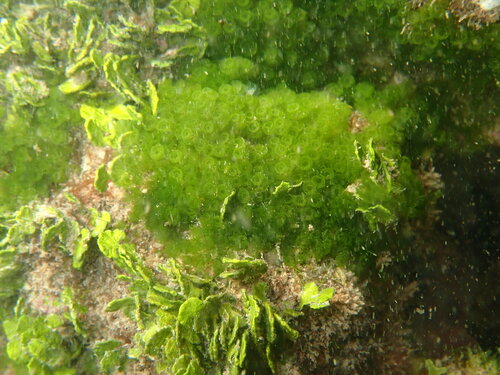 Caulerpa verticillata observed 2026-06-06