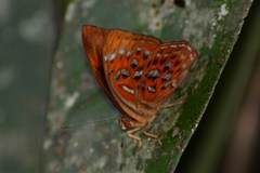 Taxila haquinus