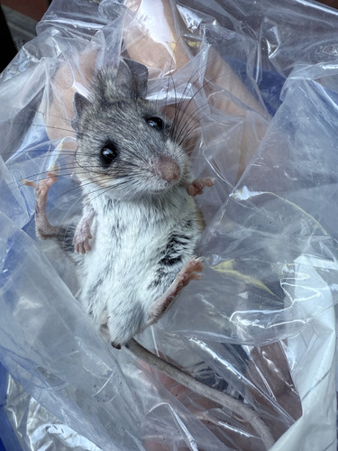 Gambel's Deer Mouse