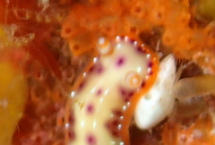 Hypselodoris