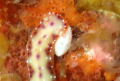 Hypselodoris
