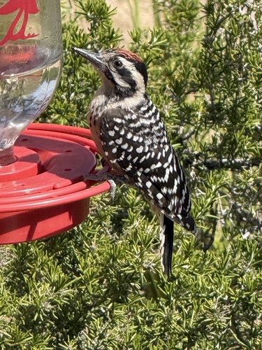 Ladder-backed Woodpecker