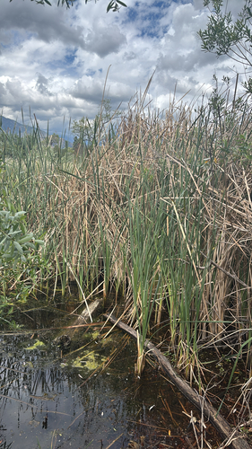 southern cattail