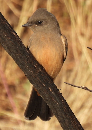Say's Phoebe