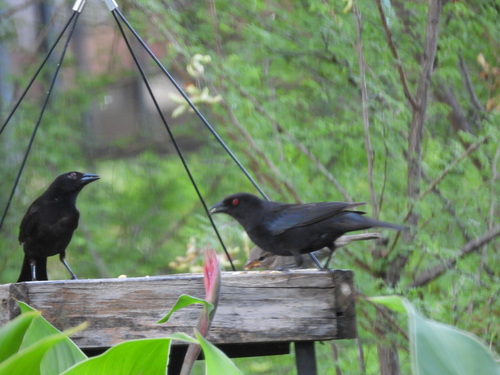 Bronzed Cowbird