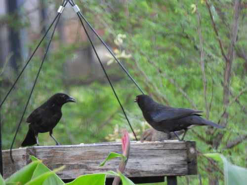 Bronzed Cowbird