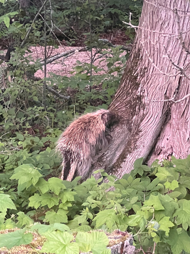 North American Porcupine