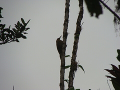 Xiphocolaptes promeropirhynchus