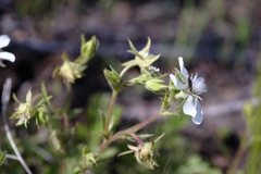 Horkelia parryi