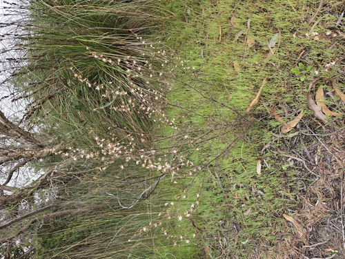saltmarsh aster