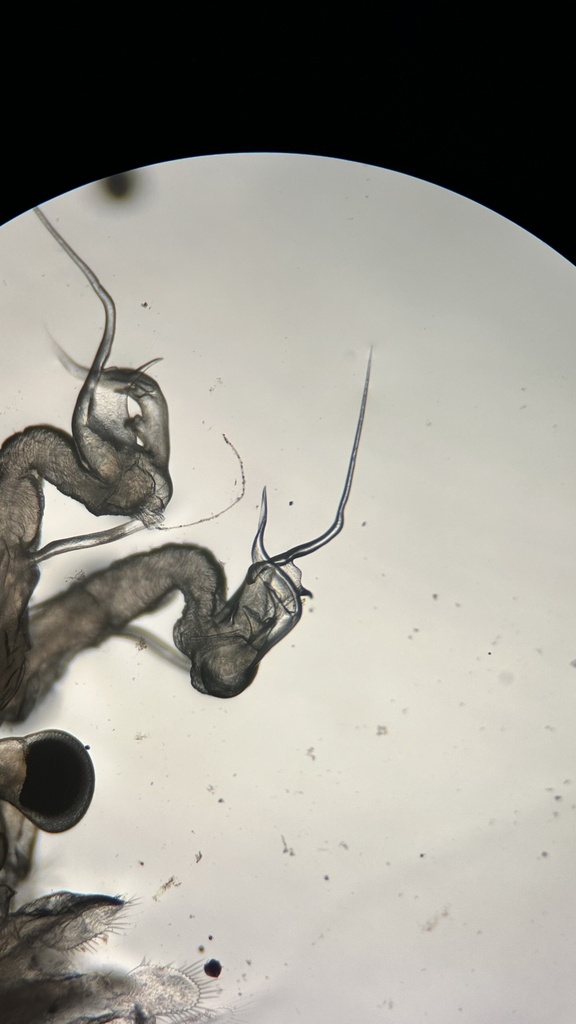 Caribbean Fairy Shrimp
