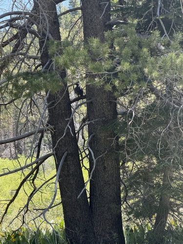 iNaturalist observation photo of Sooty Grouse