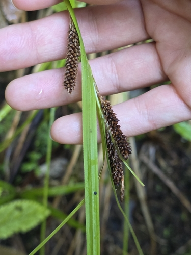 Carex lambertiana, photograph 6
