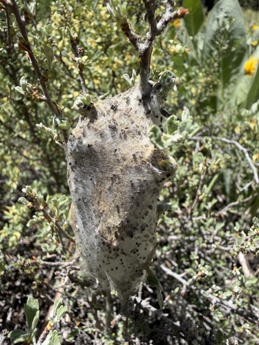 iNaturalist observation photo of Western Tent Caterpillar Moth