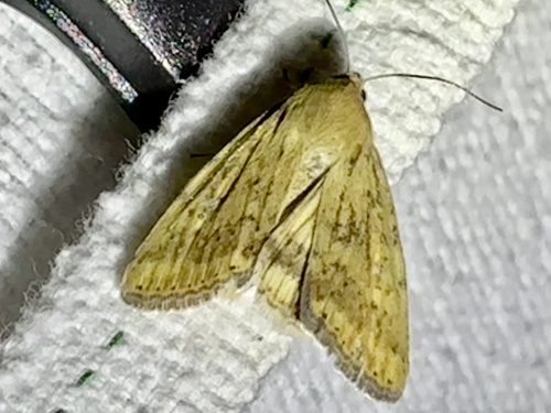 Corn Earworm Moth