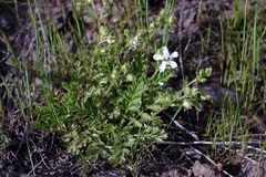 Horkelia parryi