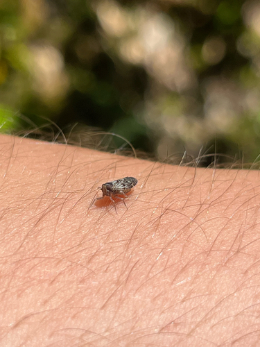 Cedusa maculata