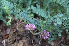 Astragalus echinatus
