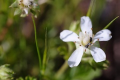 Horkelia parryi