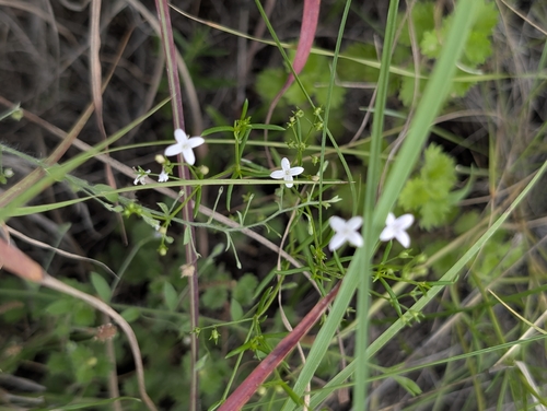 diamond-flowers