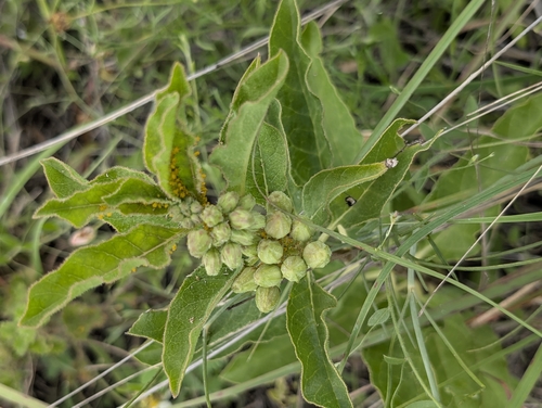 Zizotes milkweed