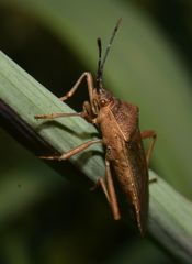 Namacus transvirgatus