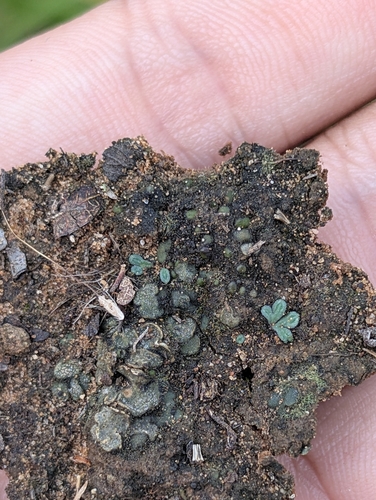 Jellytot Earthscale Lichen