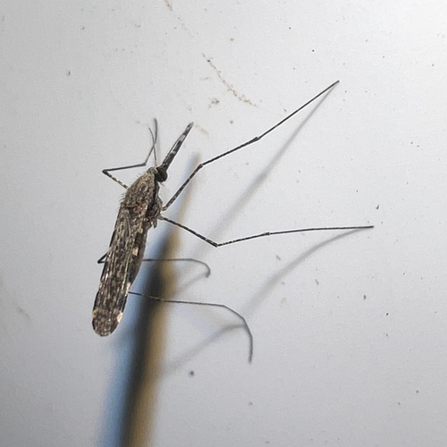 Anopheles annulipes