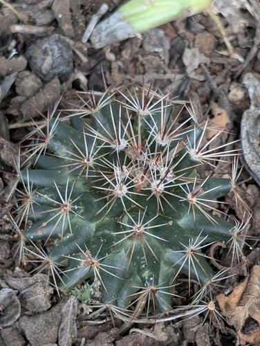 little nipple cactus