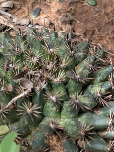 little nipple cactus
