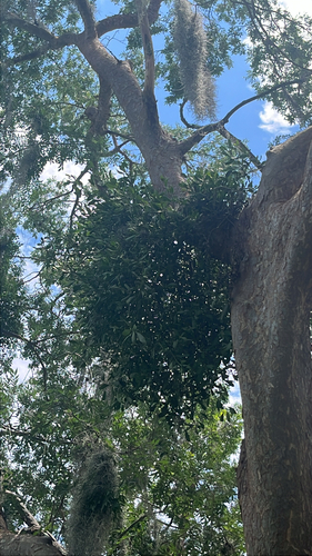 American Mistletoe
