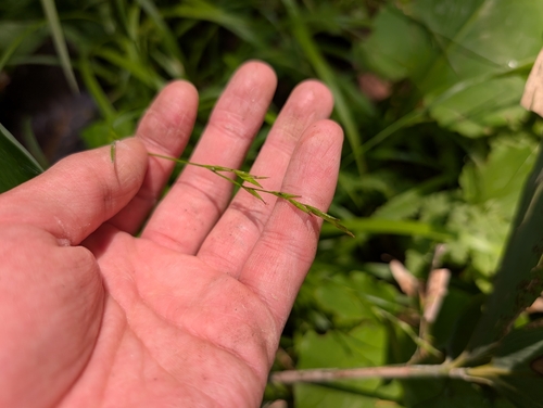 Carex dissitiflora iNat (2)