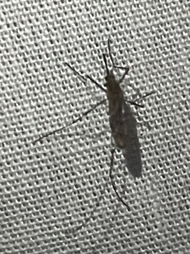 North American Malaria Mosquito