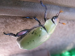 Chrysina erubescens